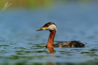 Potapka rudokrka - Podiceps grisegena - Red-necked Grebe 5728